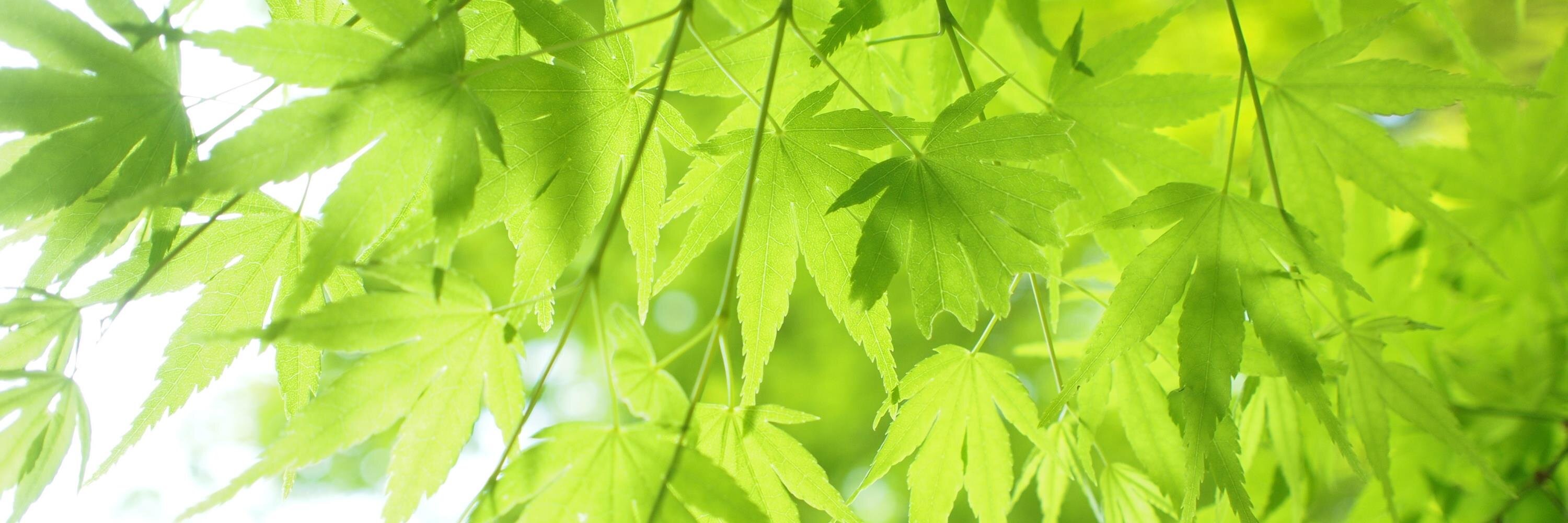かつお banner