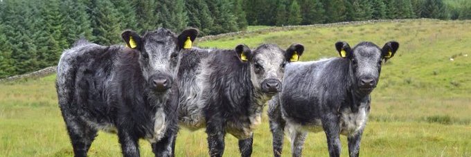 Blue Grey Cattle banner