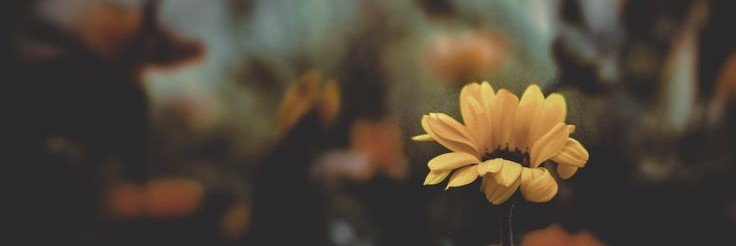 Gull_804's profile banner image