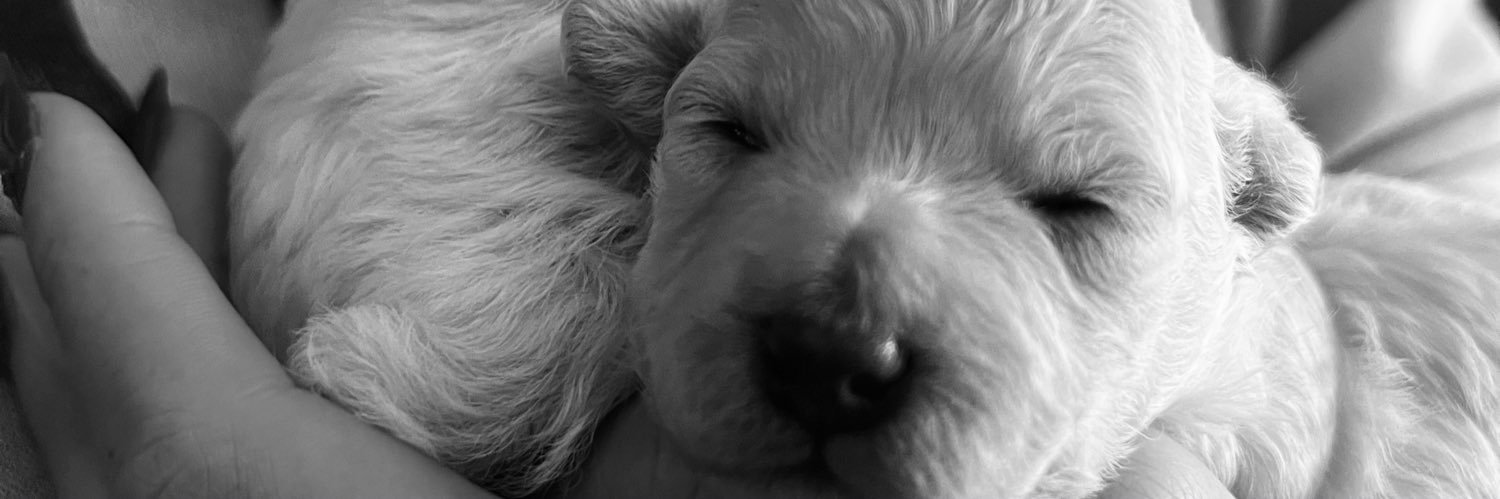 vickyarias77's profile banner image