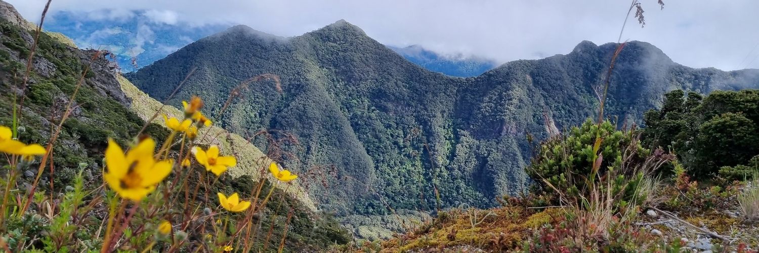 Bob Alonso 🔻 banner