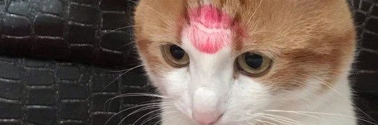 vaalerriiee's profile banner image