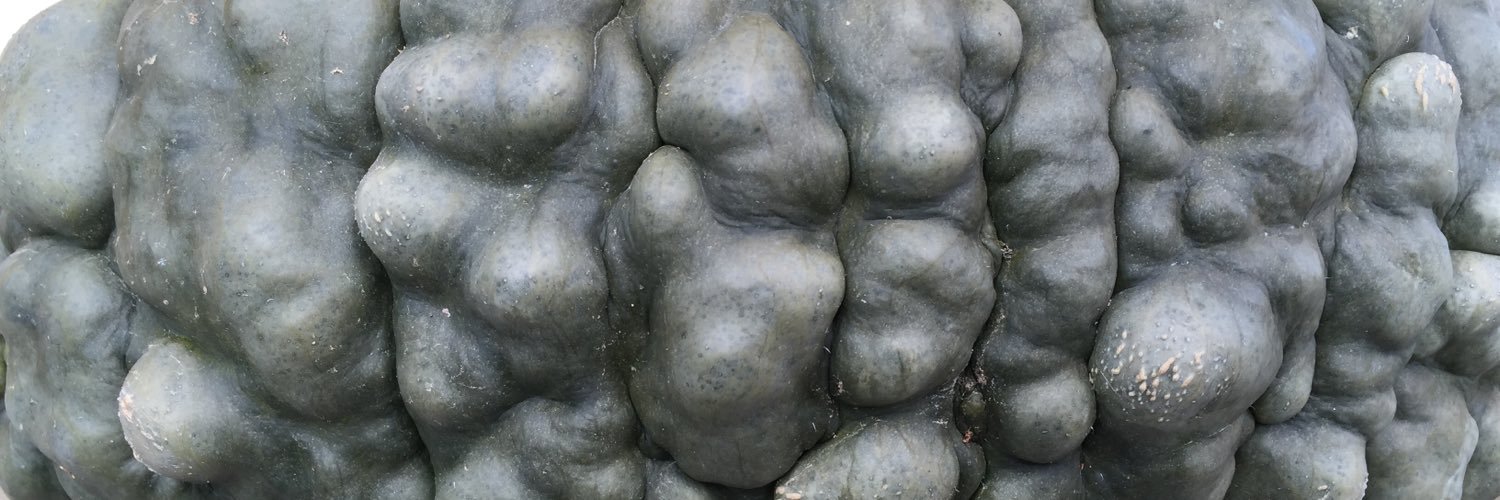 Allison Di Giovanni banner