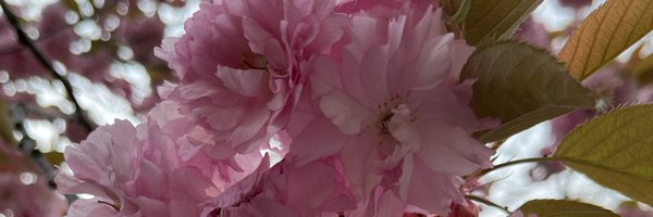 sbur1024 Profile Banner