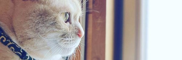 satoxie Profile Banner