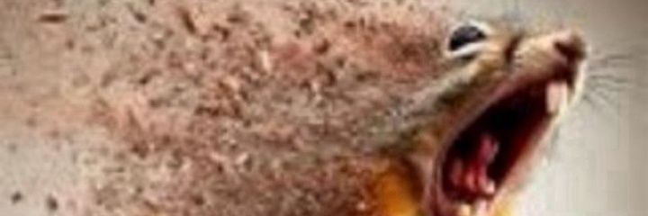 Pedroboliboli's profile banner image