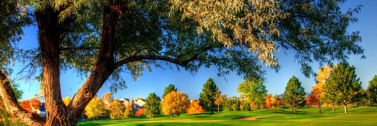 Tree Musketeer banner