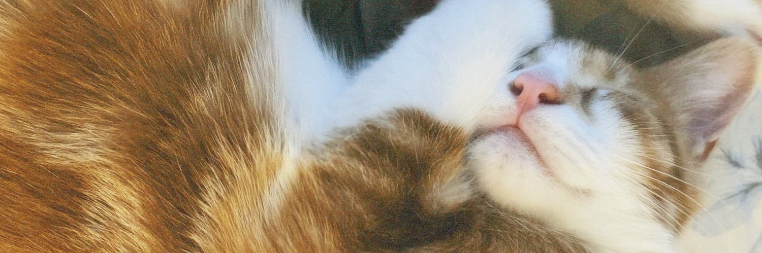 ceciliaals's profile banner image