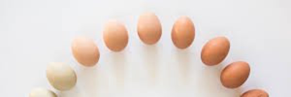 fried_ege Profile Banner