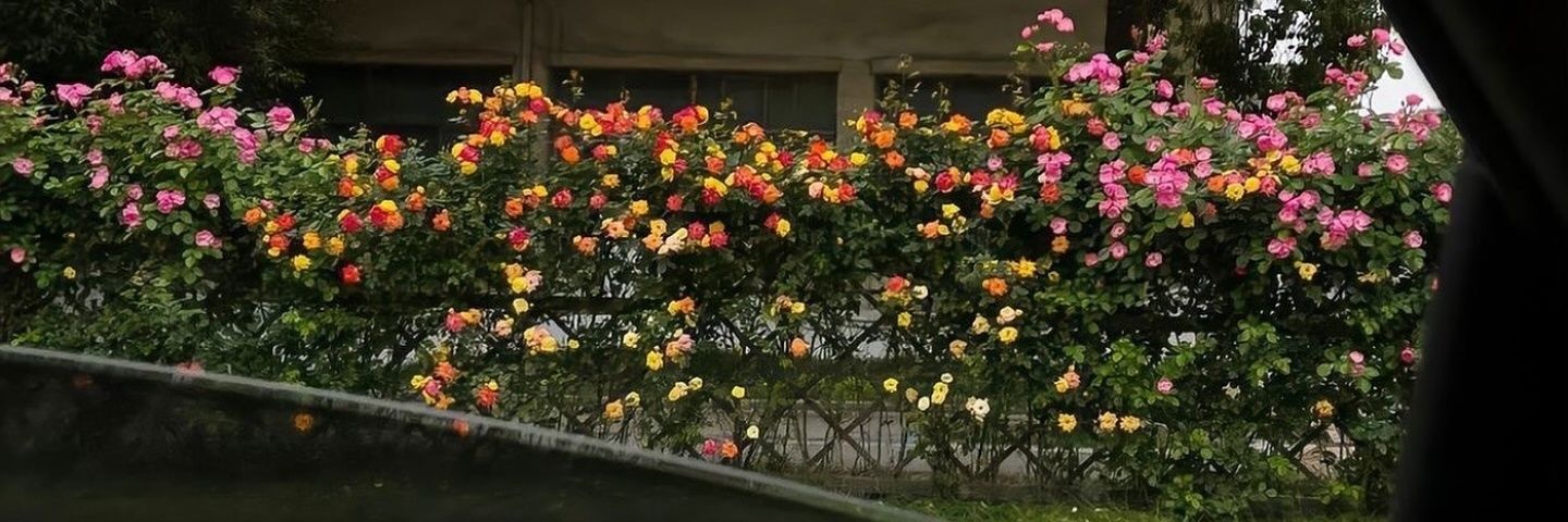 ischeesee's profile banner image