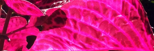 cvarikos Profile Banner