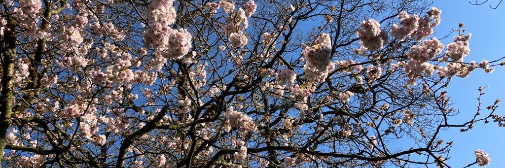 Vegan for the Animals banner