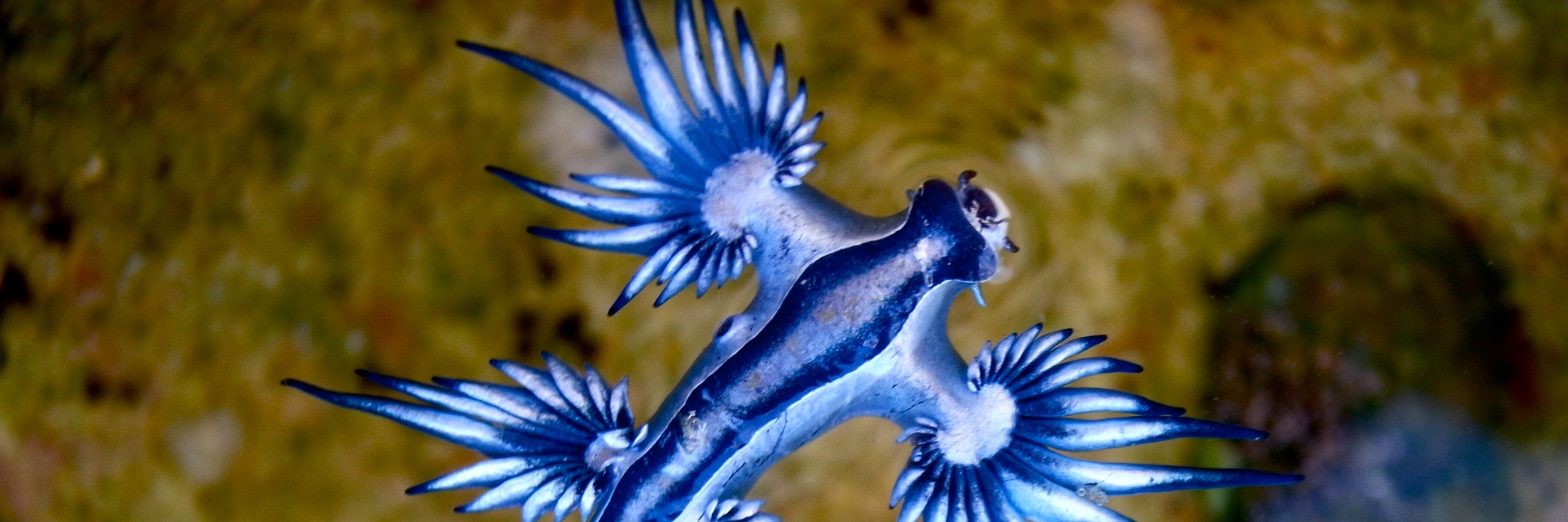 WeirdAnimalsHQ's profile banner image