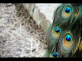 Trisna Alisya banner