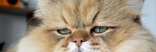 foochan0711 Profile Banner