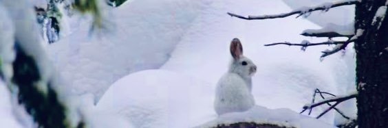 merv 💥 no1 bunny ghost fan banner