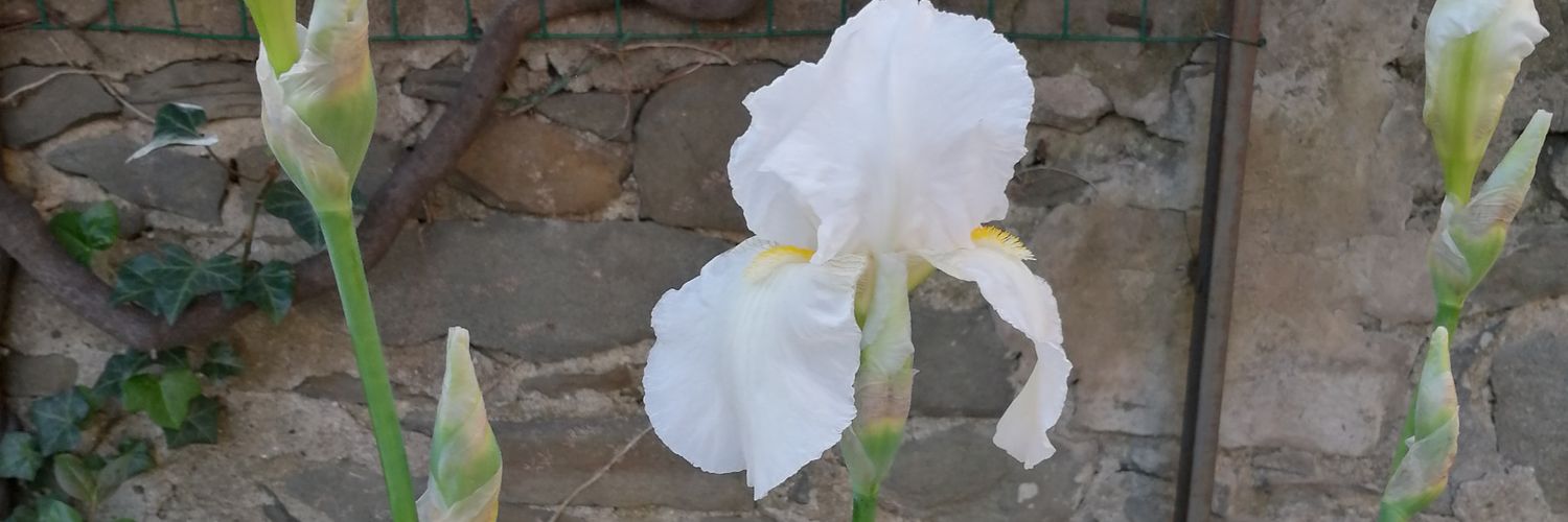 2631925's profile banner image