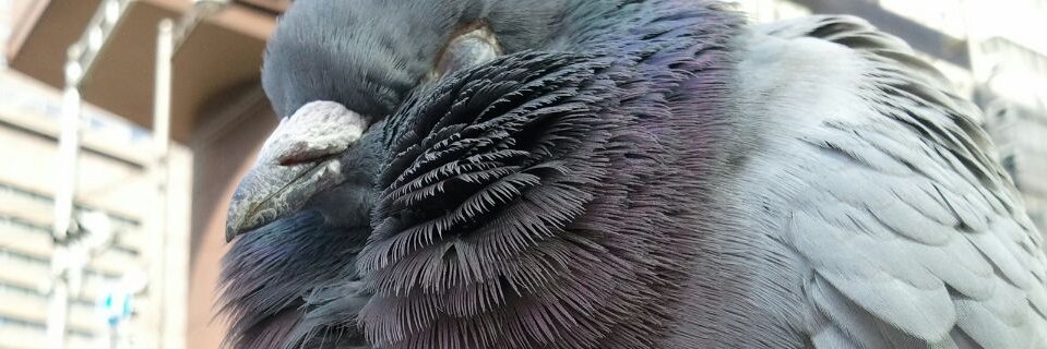 ゴマウ＠統合 banner