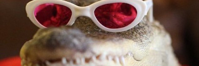 rotten_kotten's profile banner image