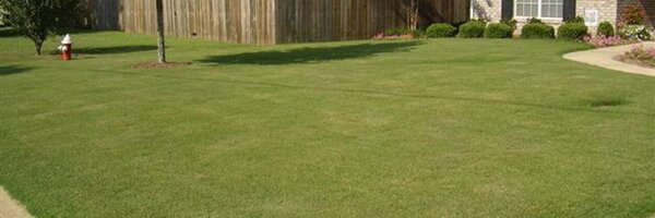 MSUPlantMan Profile Banner