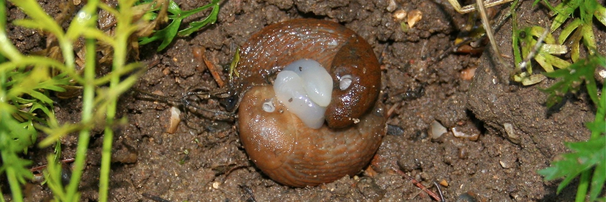 SlugWatch's profile banner image