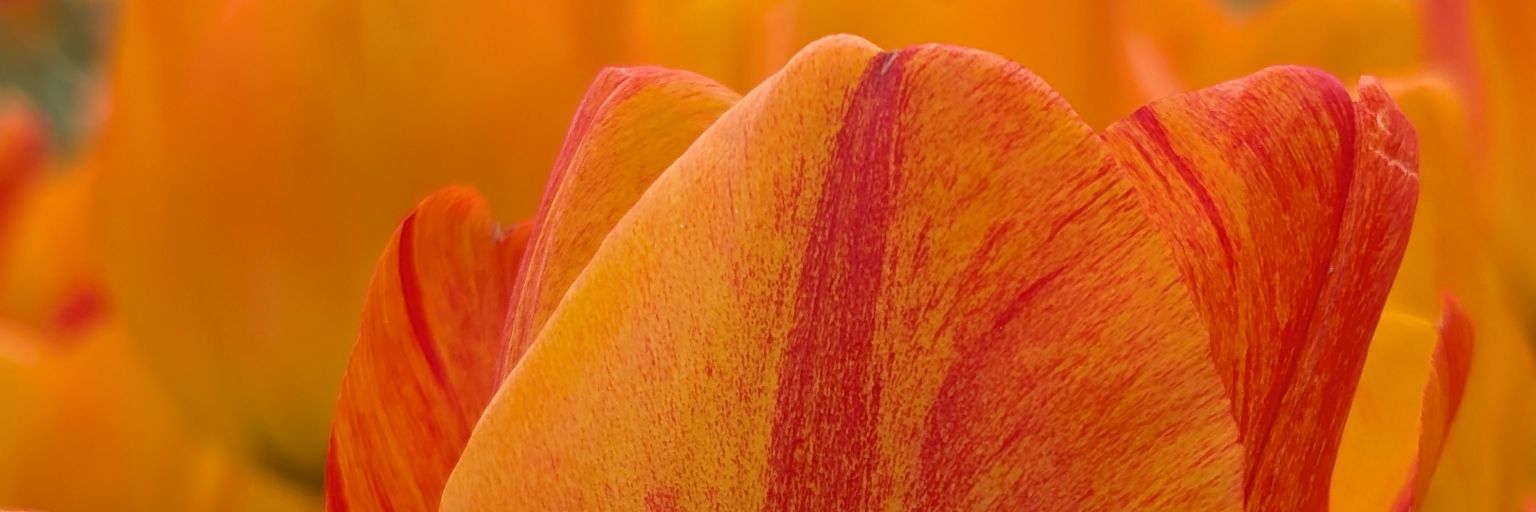 JJIR381's profile banner image