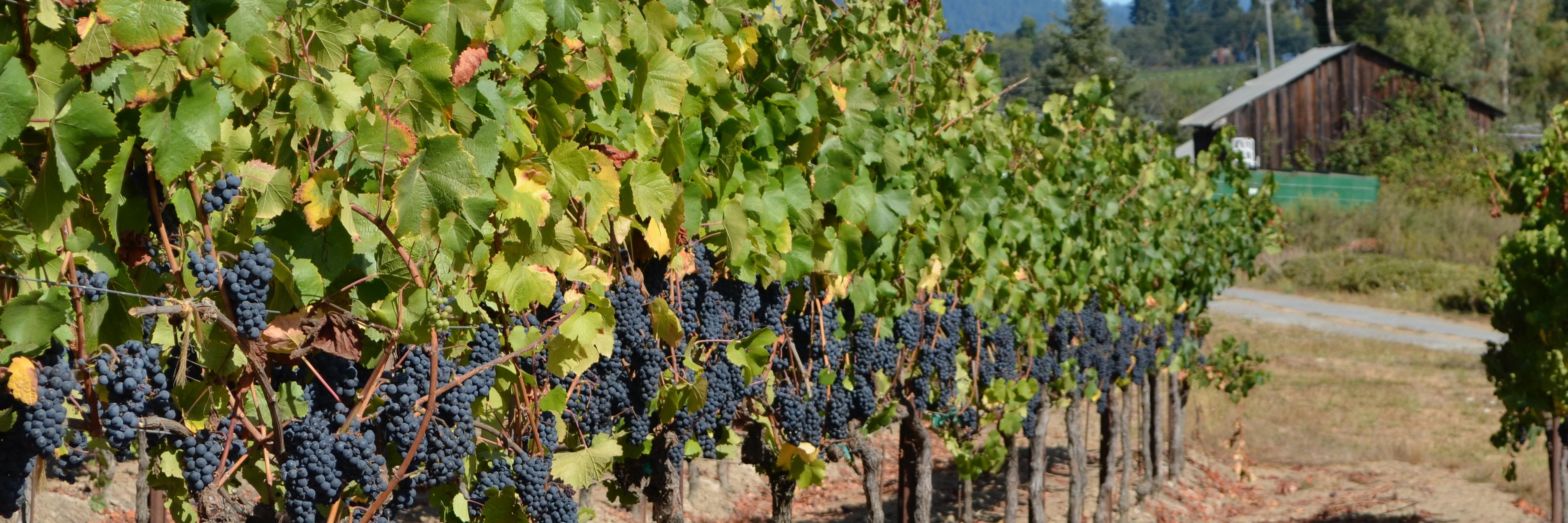 WondermentWines's profile banner image