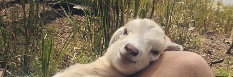 Queen_Chessie's profile banner image