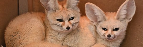 GasterDoggo Profile Banner