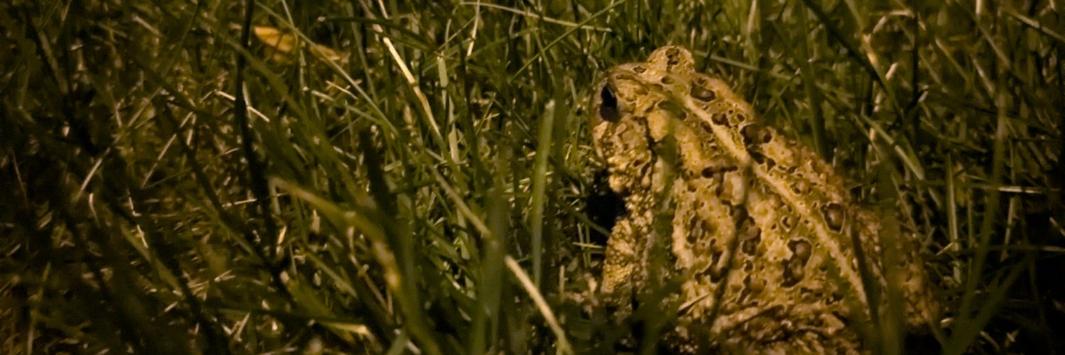 Squiggles banner