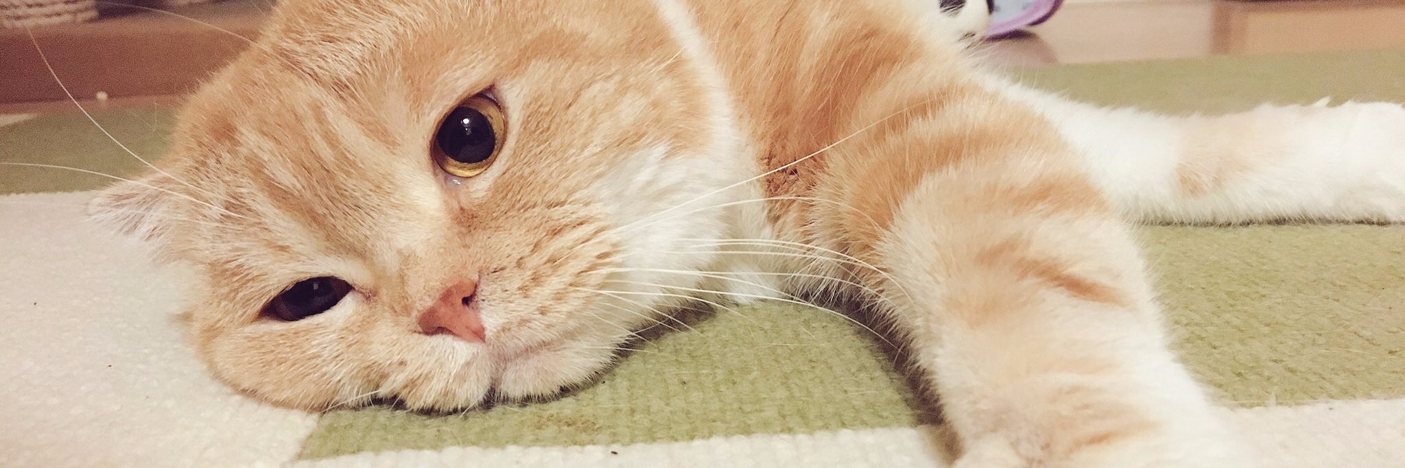 追崎 史敏@まいけるパパ banner