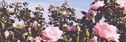 httpxnicolx's profile banner image
