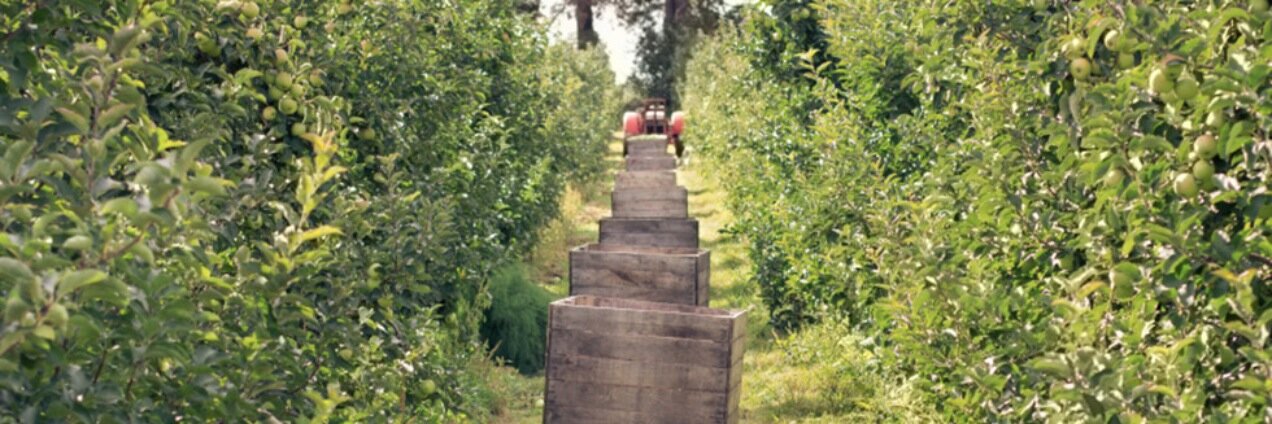Custard & Co Cider banner