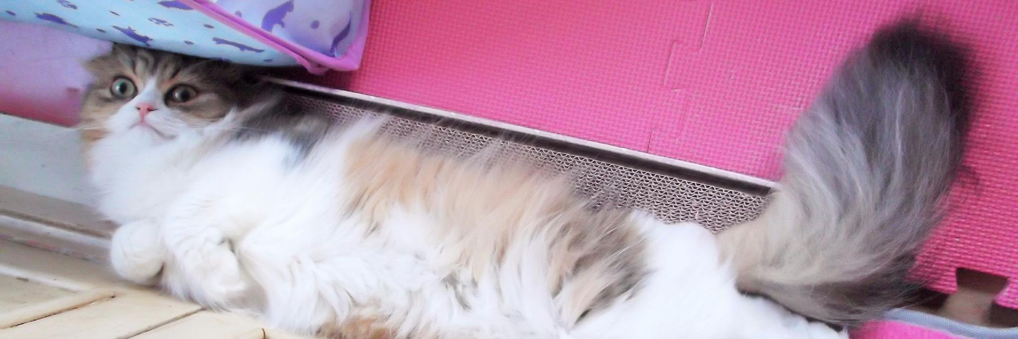 うさみん＋ルニャ猫 banner