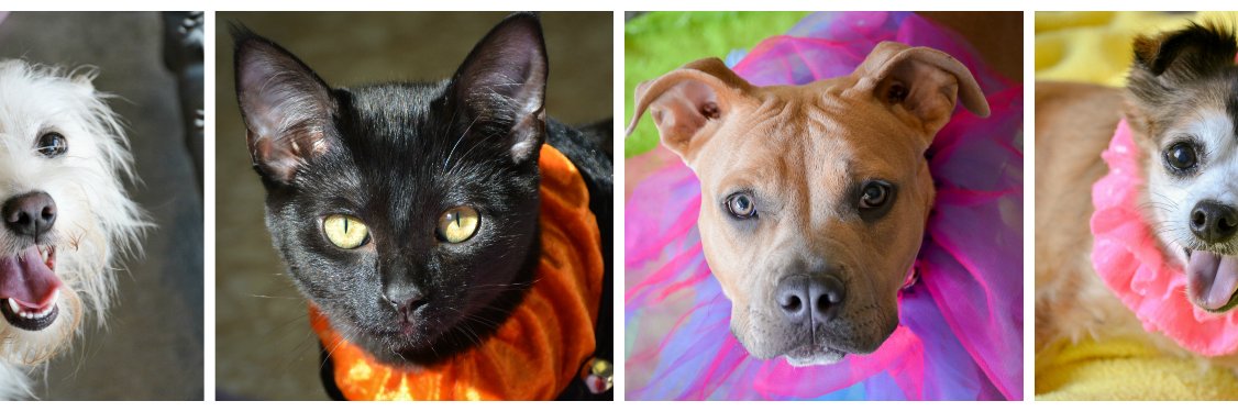 Humane Society of NB banner