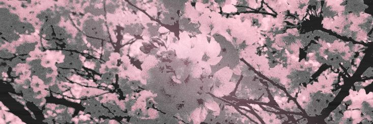 𝓜𝒊𝒏𝒂𝒎𝒊.ᐟ banner