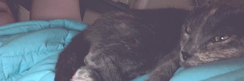 lovelypeej's profile banner image
