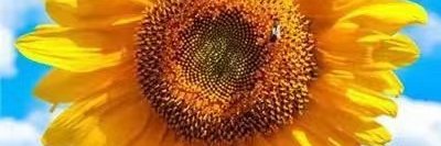 Diamond Calhoun banner