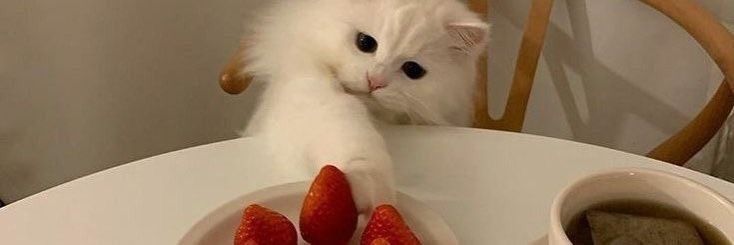 nala meow banner