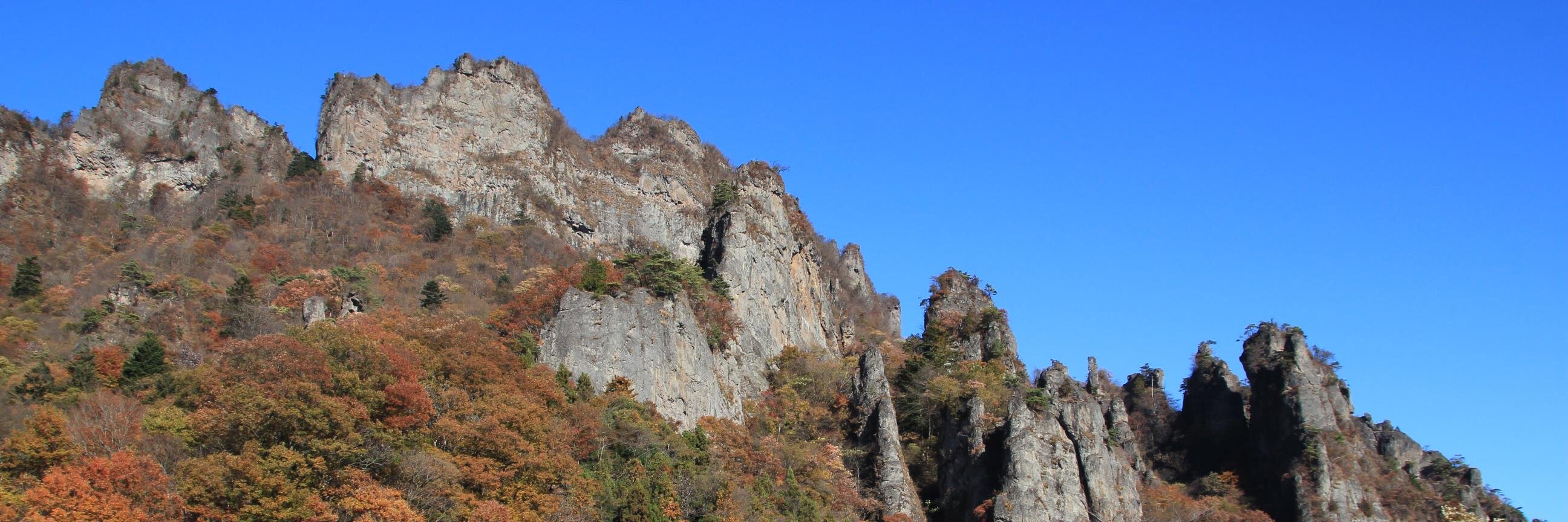 キラ@樹海！ banner