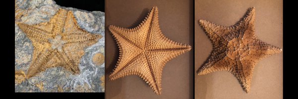 SeaScienceFilmL Profile Banner