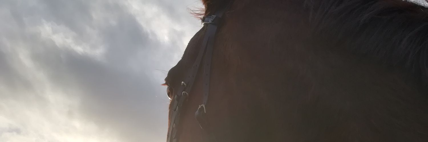 sara_dont_know's profile banner image
