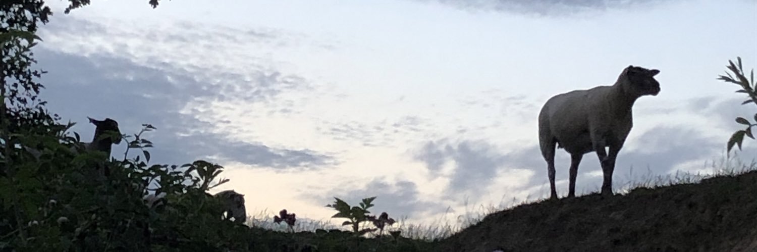 TBeevers's profile banner image