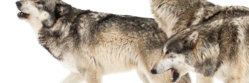 YukiFoxSpirit's profile banner image