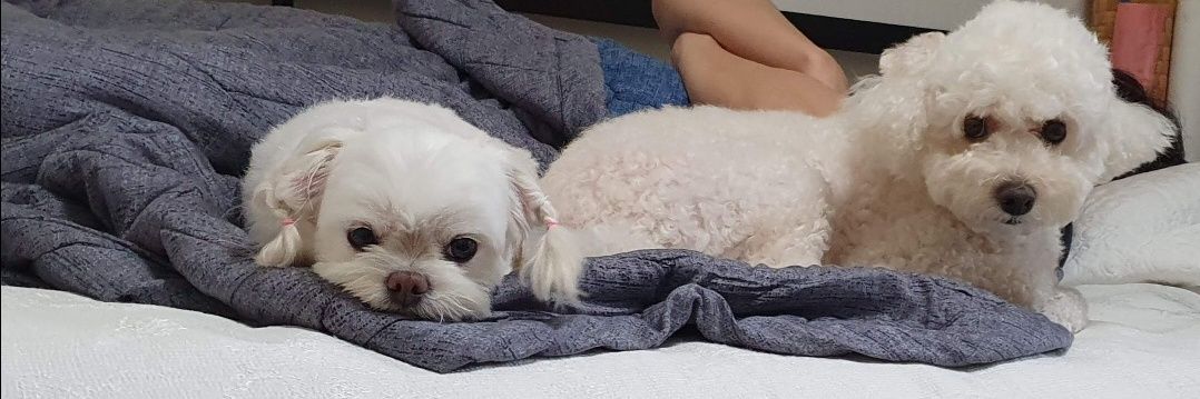 sunny🐶☕️⚘️ banner