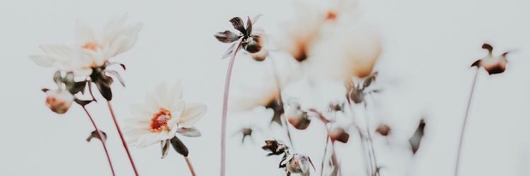 sofiabaima's profile banner image