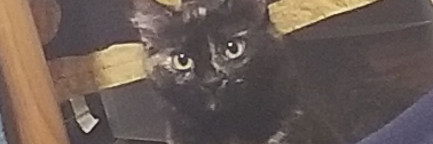 Ritz_Bitz_Troll's profile banner image