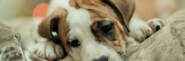 Olu_1 Profile Banner