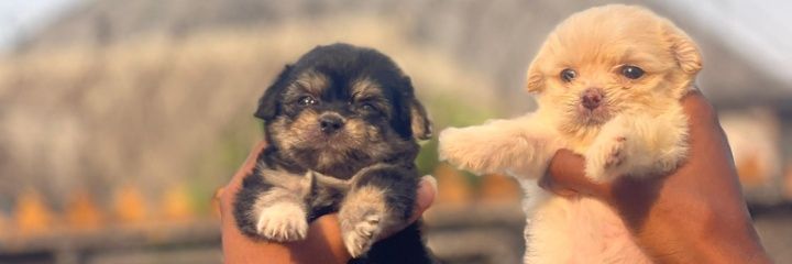 UJ PET HOME | PET'S | SUPPLIES AND EQUIPMENT..'s banner