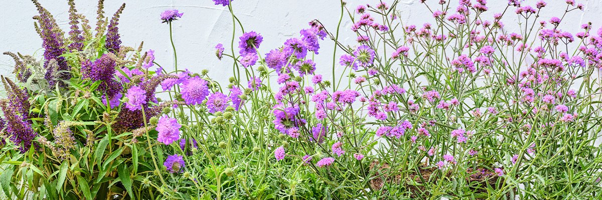 Intratuin 🐝🌾 banner